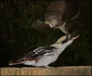 Butcherbird swoops Kookaburra