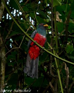 Black Tailed Trogon