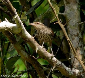 Thrush-like Wren