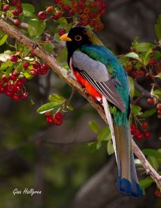 Elegant Trogon  on Pyracanther