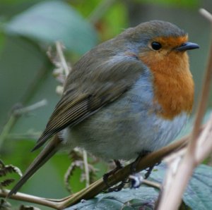 Robin