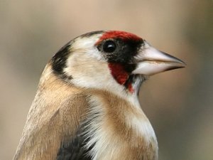 Goldfinch