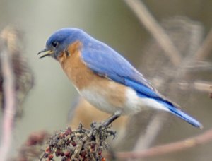 Eastern Bluebird