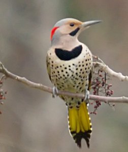 Northern Flicker