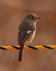 Daurian Redstart (female)