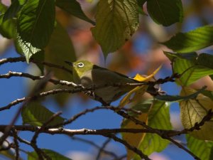 Japanese White-eye