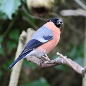 Bullfinch