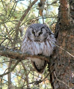 Boreal Owl