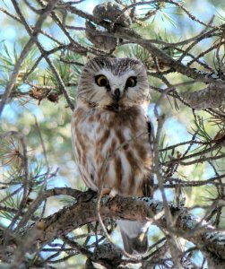 Northern Saw-whet Owl