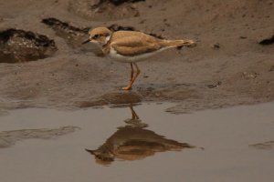 Little Ringed Plover (juv)