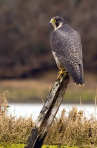 Peregrine Falcon