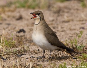 Collared Pratincole