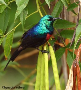 Red-chested Sunbird