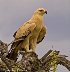 Tawny Eagle