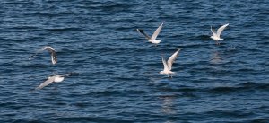 Seagulls at Windermere