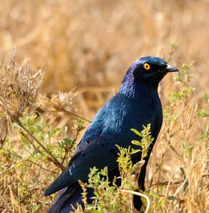 Blue-eared starling