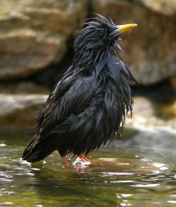 Another soggy one in the tub