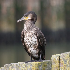 Cormorant