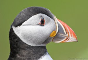 Puffin portrait