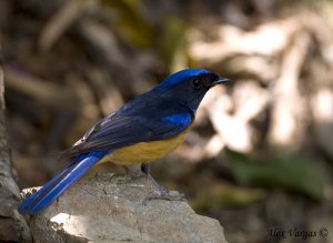 Rufous-bellied Niltava