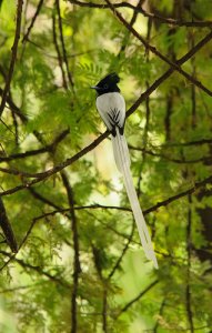 white morph African paradise-flycatcher