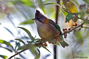 Whiskered Yuhina