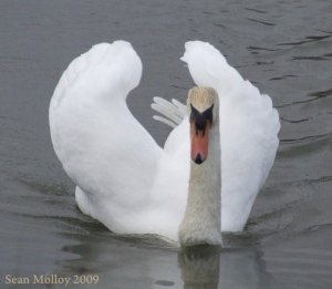 Mute Swan Raised Wings