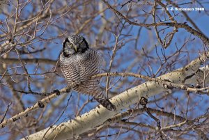 Northern Hawk Owl