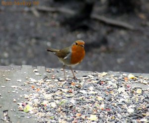 Robin