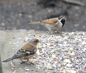 Reed Bunting & Chaffinch