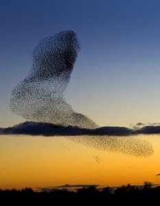 starling ritual