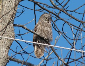 Great Gray Owl