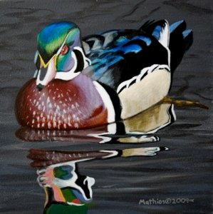 Wood Duck Drake