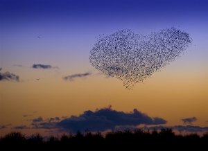 Starlings for lovers