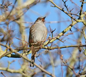 Dunnock