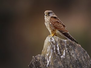 Mount Kestrel