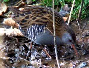 water rail feeding