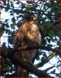 Buzzard trying to hide from me
