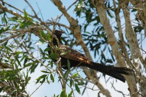 Phine Pheasant