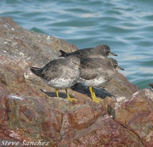 Surfbird