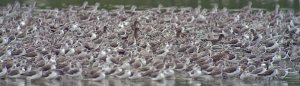 Marsh Sandpipers at high tide roost