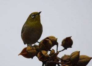 White-eye 1