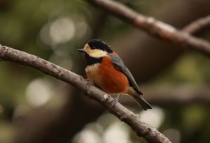 Varied Tit