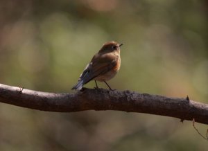 Red-flanked Bluetail (female)