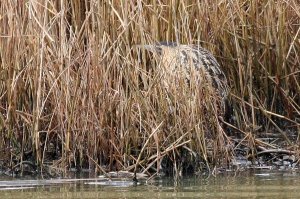 Bittern