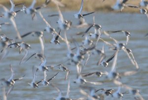 A swarm of Dunlin