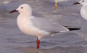 Slender-billed Gull