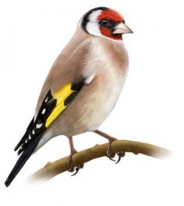 European Goldfinch