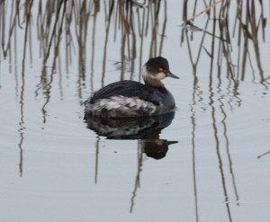 Black-necked Grebe