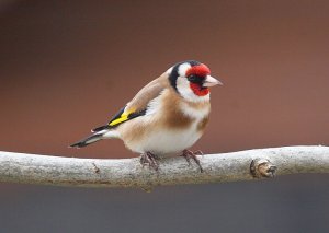 Goldfinch In The Rain